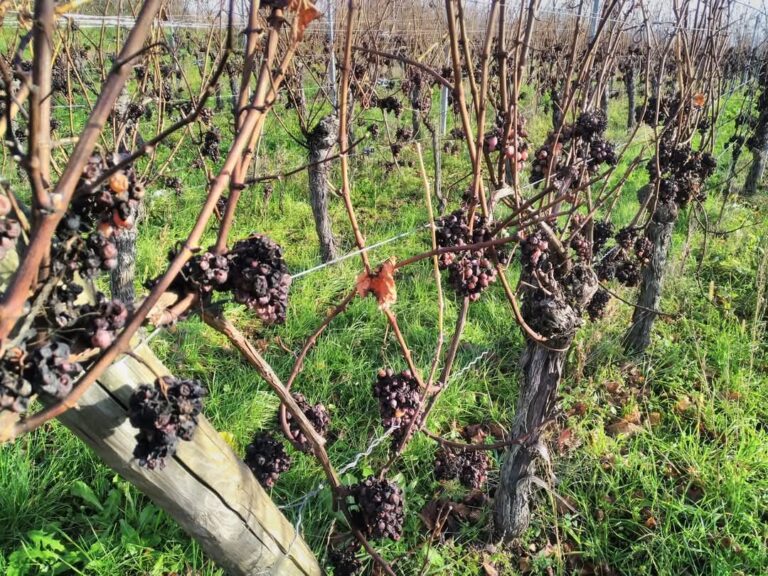 468185964_8672254836161292_5559117113108698960_n