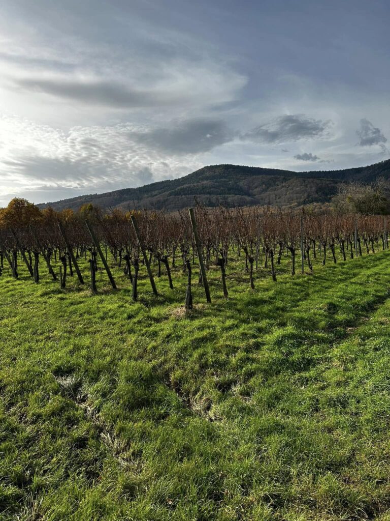 468309990_494245390333529_4092016035887681480_n