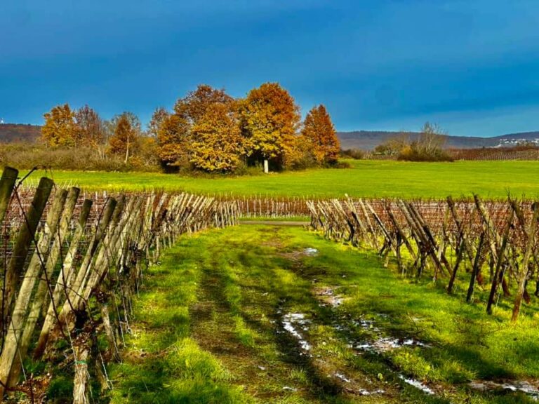 FB_IMG_1732606776151