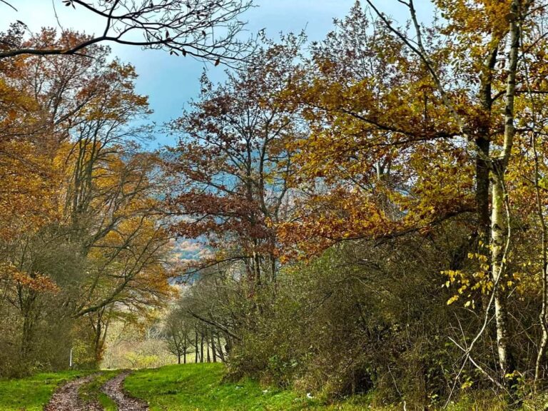 FB_IMG_1732606782388